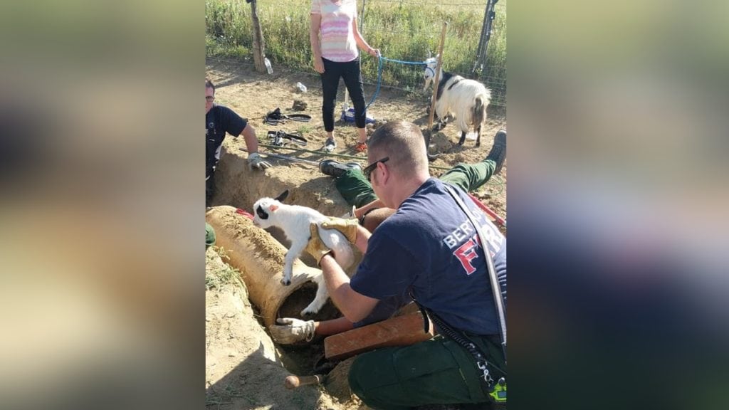 Baby Goat Rescue