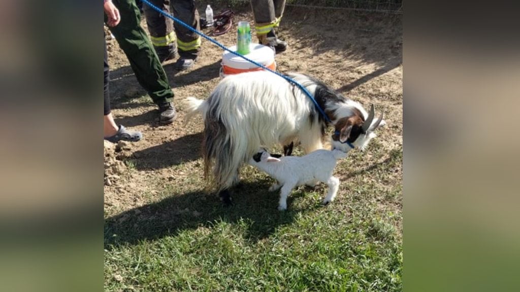 Baby Goat Rescue