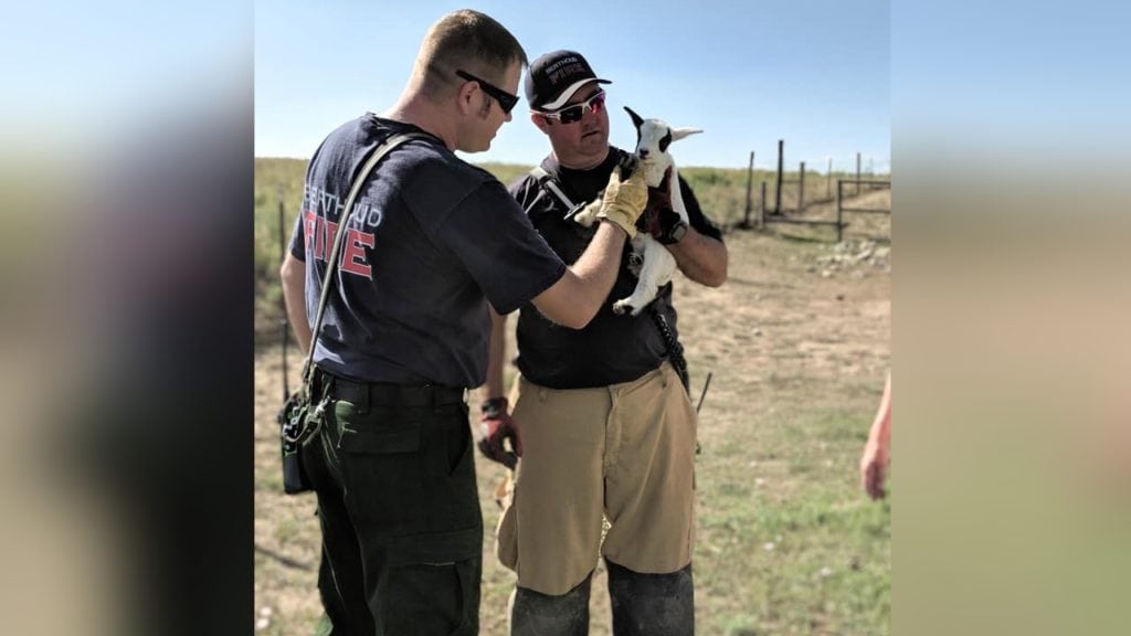 Baby Goat Rescue