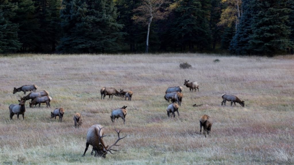 Elk at Rocky Mountain National Park