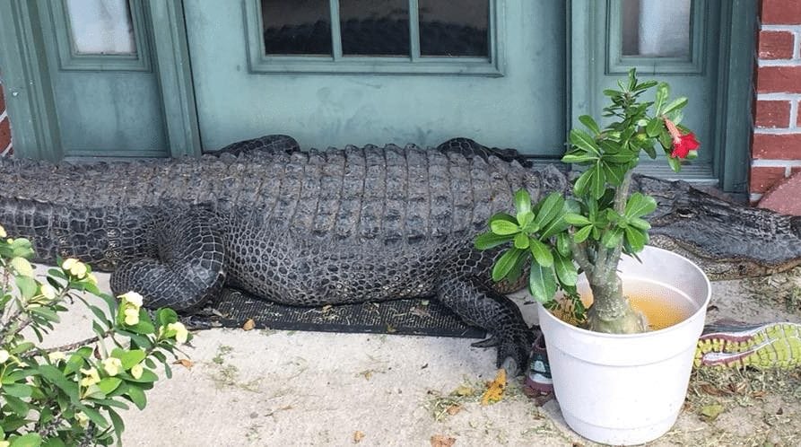 Louisiana gator