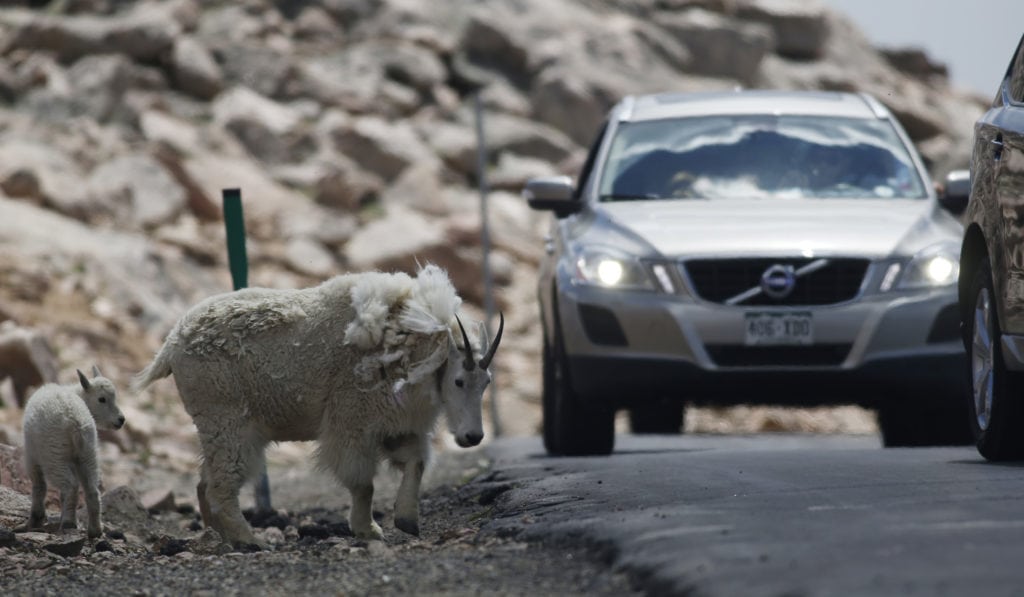 Mount Evans Scenic Byway, mountain goat and kid