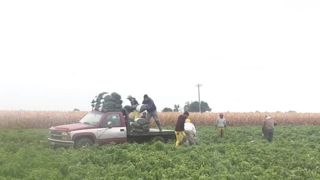 Green Chile Picking