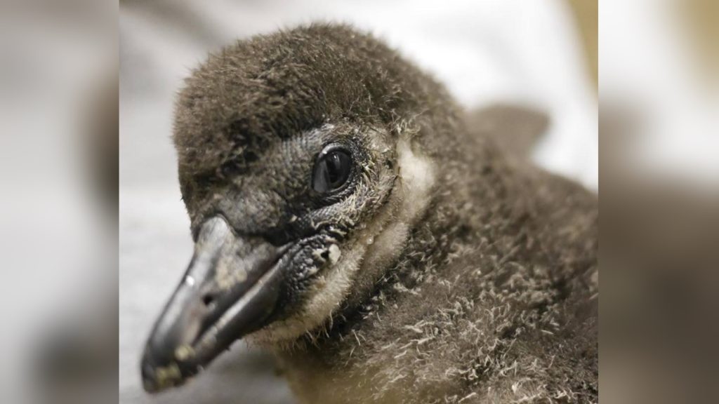 African penguin chick