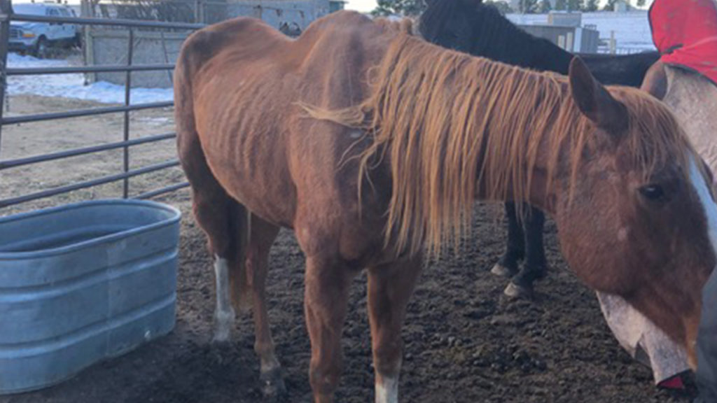 Horse seized 2