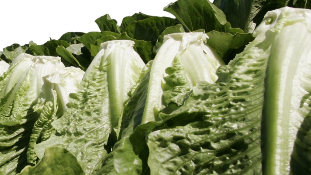 Romaine Lettuce