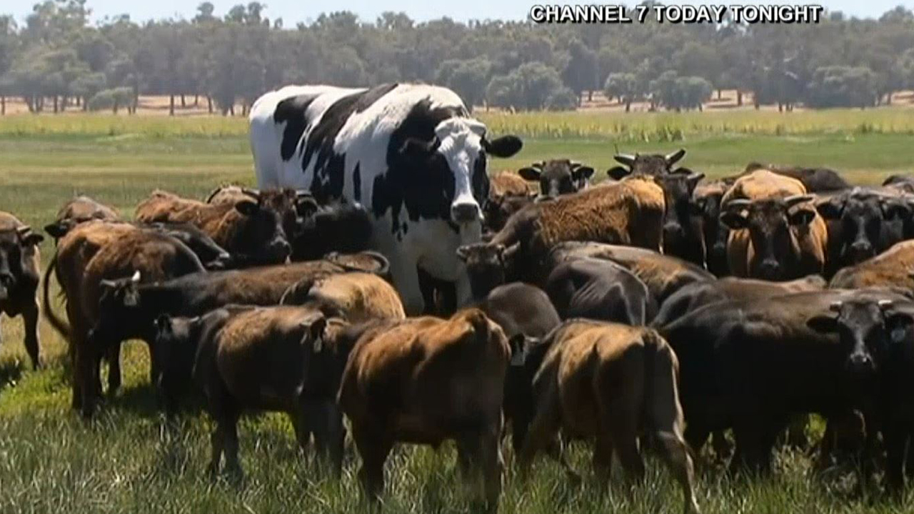 The can’t get enough of Australia’s giant steer named ‘Knickers’