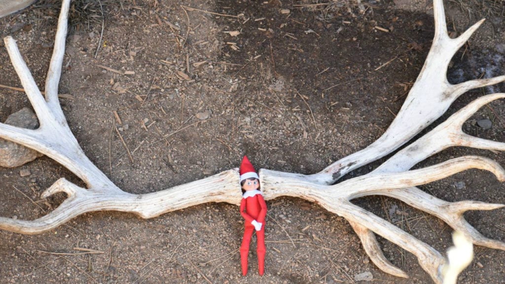 cheyenne mountain zoo holding contest to meet their moose