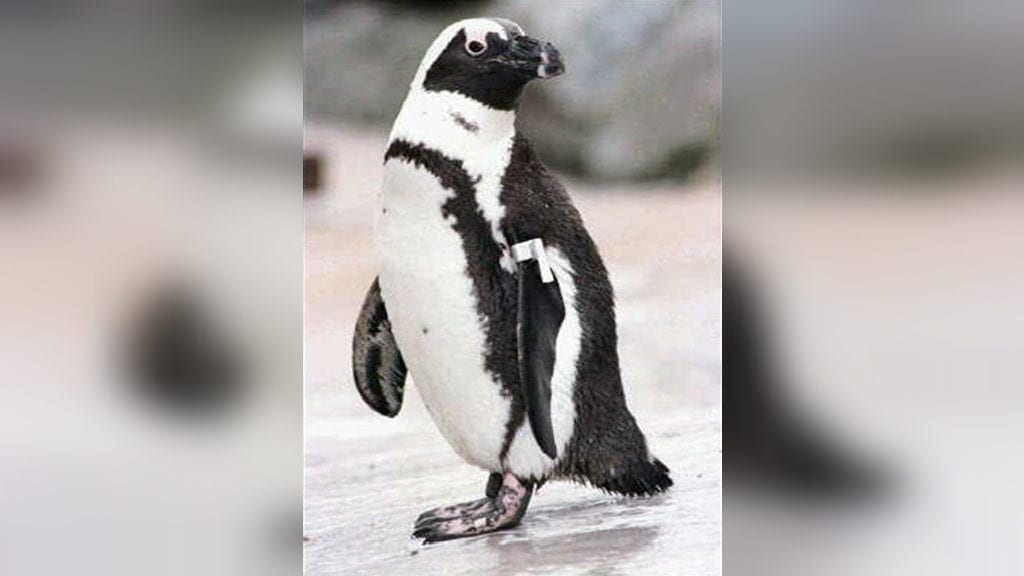 african penguin