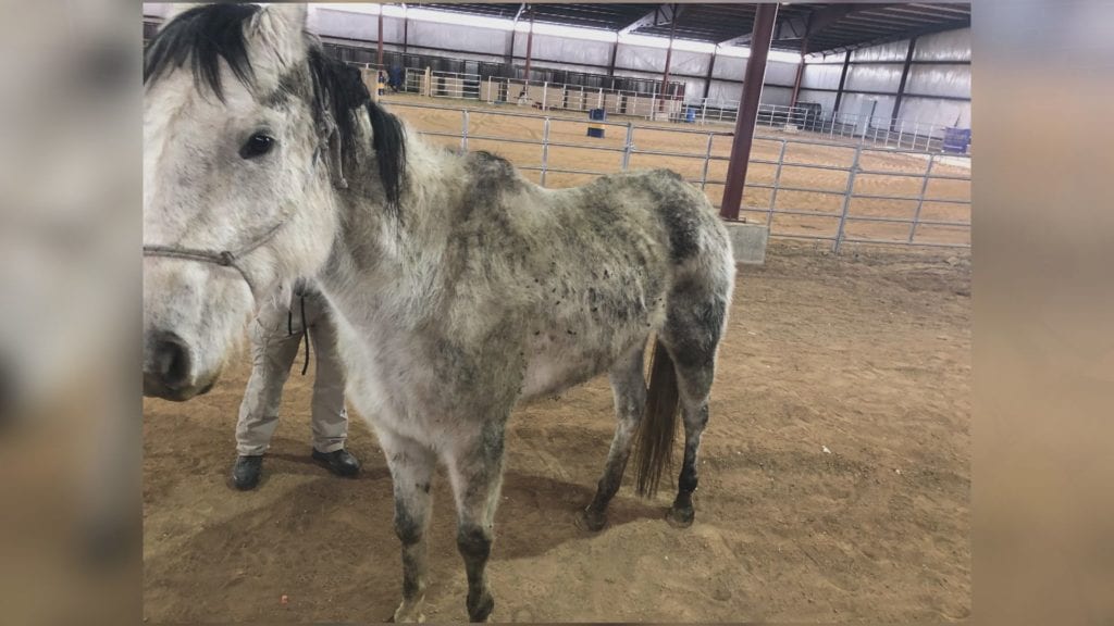 The El Paso County Sheriff's Office provided this photo of one of 10 horses seized from an owner in eastern El Paso County as part of a search warrant. They also found two dead horses.