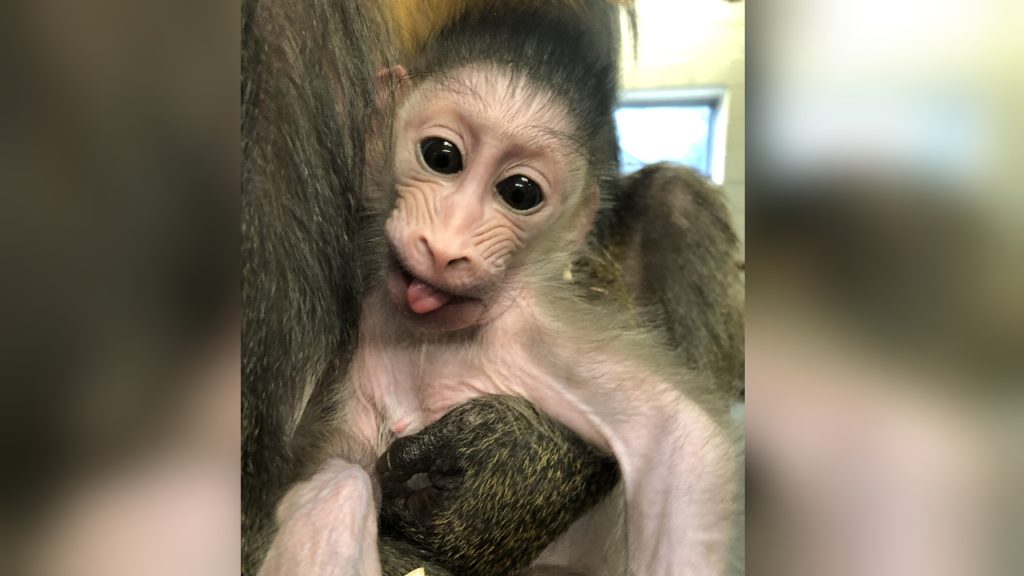 Denver Zoo baby mandrill