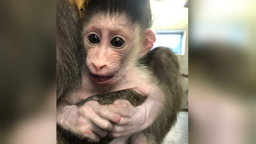 Denver Zoo baby mandrill