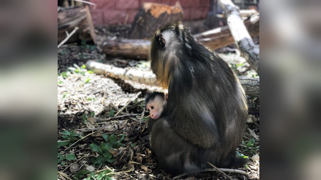 Denver Zoo baby mandrill