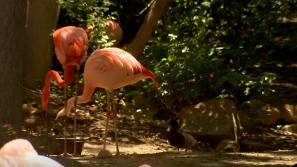 Denver Zoo same -sex flamingos