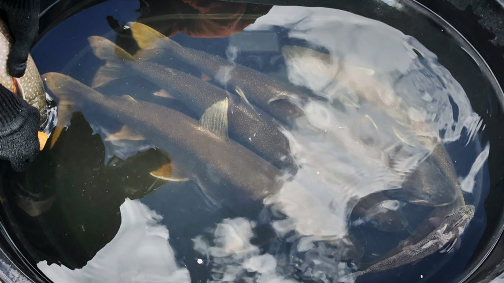 Massive lake trout caught and released by CPW biologist at Twin Lakes